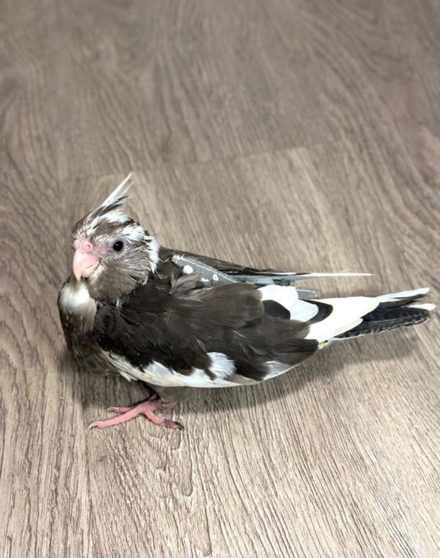 นก Cockatiel คอกคาเทล 4