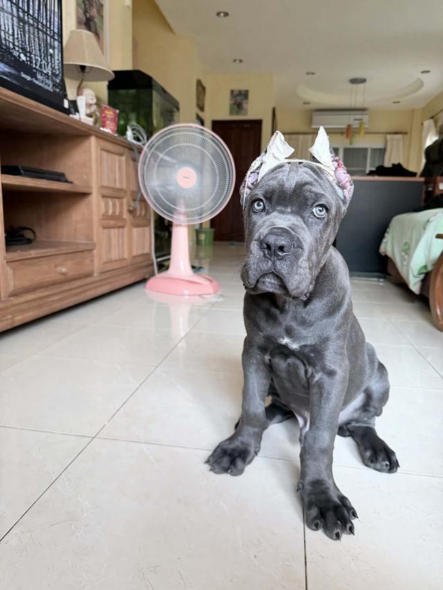 Cane corso puppy 9 weeks old  2