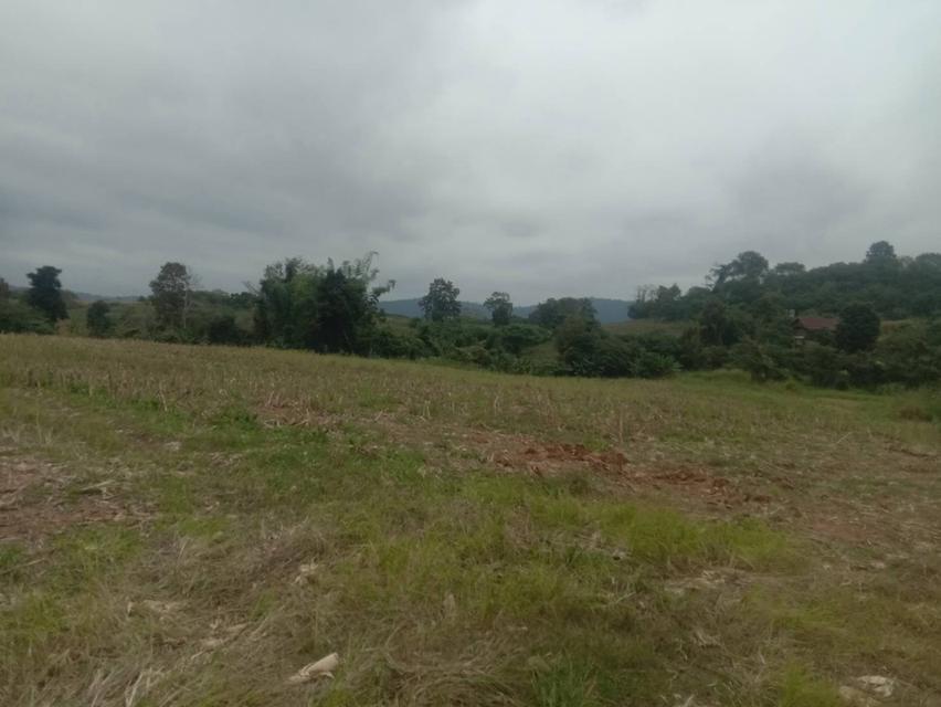 ที่ดินเปล่า 20 ไร่ๆละ 5 แสน แบ่งขายได้ คลองสอง วังน้ำเขียว 16