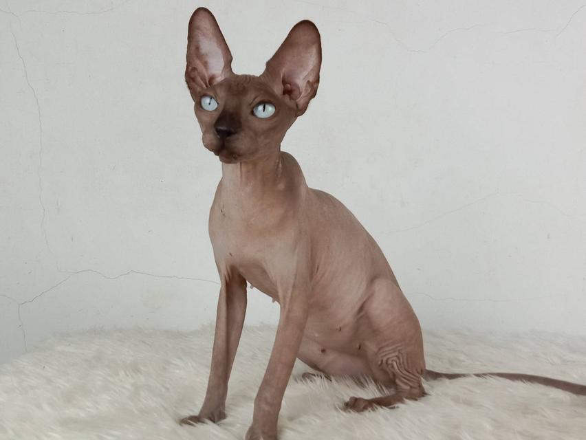 23.แมวสฟิงซ์/เพศเมีย หาบ้าน Sphynx Cat/Female looking for a new home 3