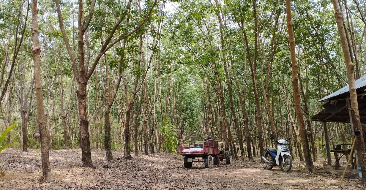 ขายสวนยางพารา จ.บึงกาฬ รูปย่อยที่ 3