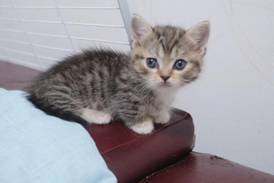 แมว ขาสั้น 2เดือน Munchkin