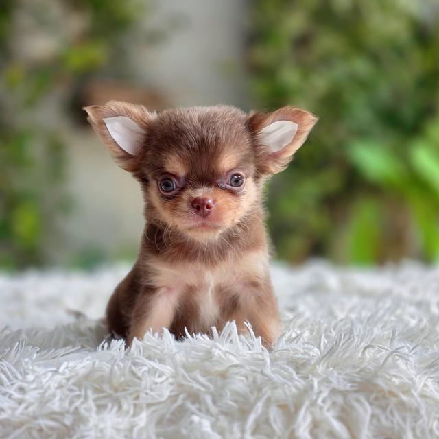 chihuahuaขนยาวสีช็อคหนุ่มหล่อ รูปที่ 6
