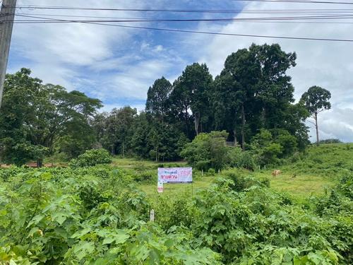 ขายที่ดิน 3-1-59 ไร่ เชียงราย – ทำเลดี ติดถนนลาดยาง เหมาะสร้างบ้าน & เกษตรกรรม 5