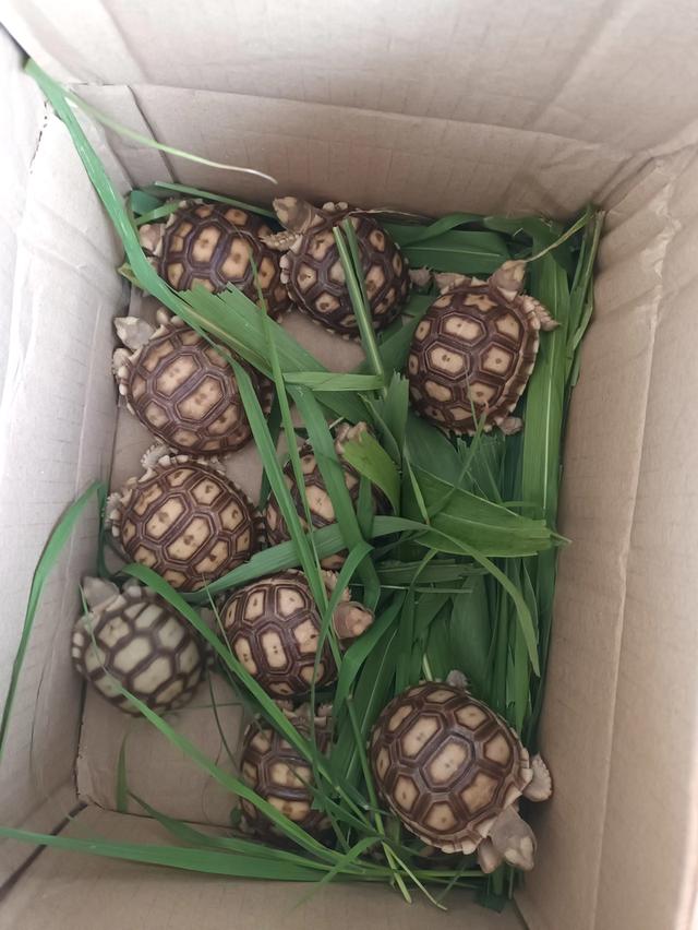 เต่าบก เต่าซูคาต้า Sulcata รูปย่อยที่ 3