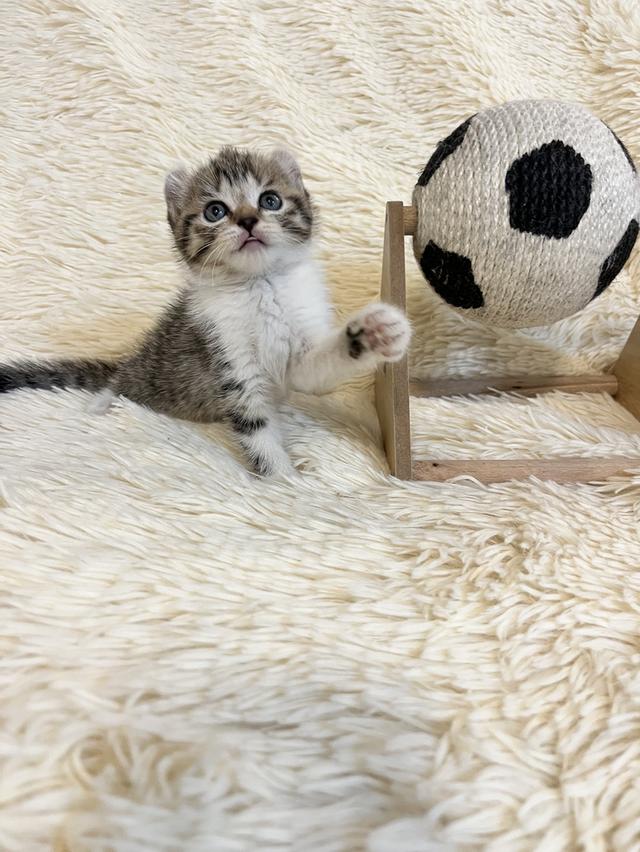 แมวหูบิน อเมริกันเคริล รูปที่ 15