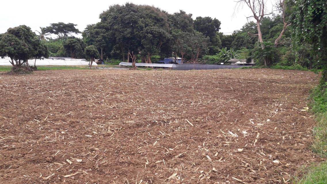 ขายที่ดินติดน้ำปิง เหมืองแก้ว แม่ริม 5