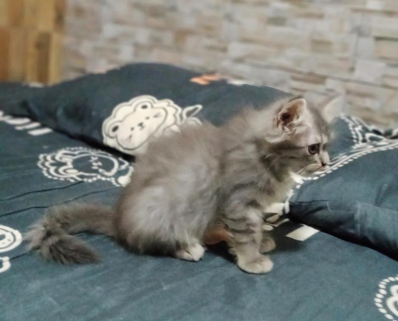 ลูกแมวพันธุ์ 3ตัว 5