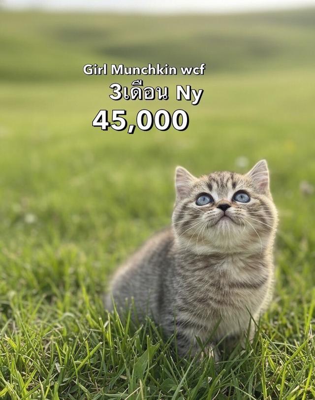 แมวมันช์กิ้น รวมเด็กๆมันช์กิ้นทั้งหมดของฟาร์ม 16