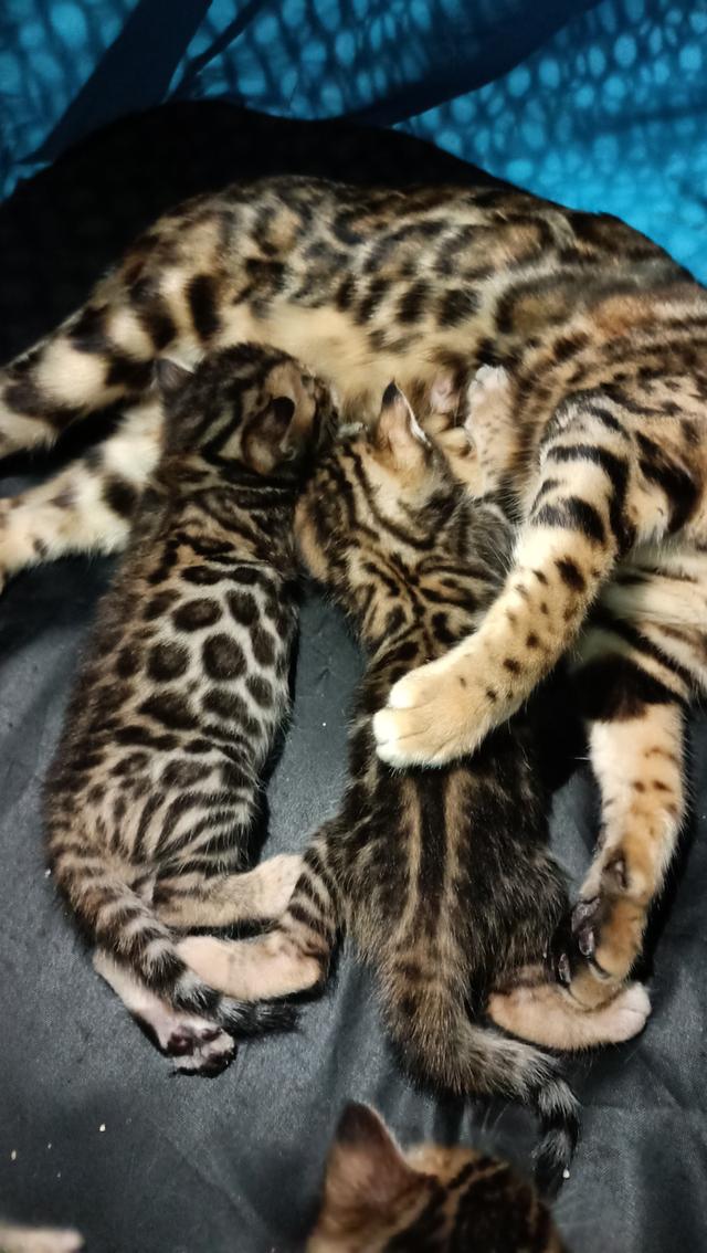 ลูกแมวเบงกอล Bengal Cat รูปที่ 2