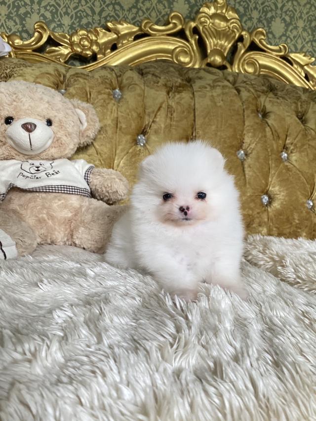 ลูกปอมเมอเรเนียนแท้ ราคากันเองจ้า