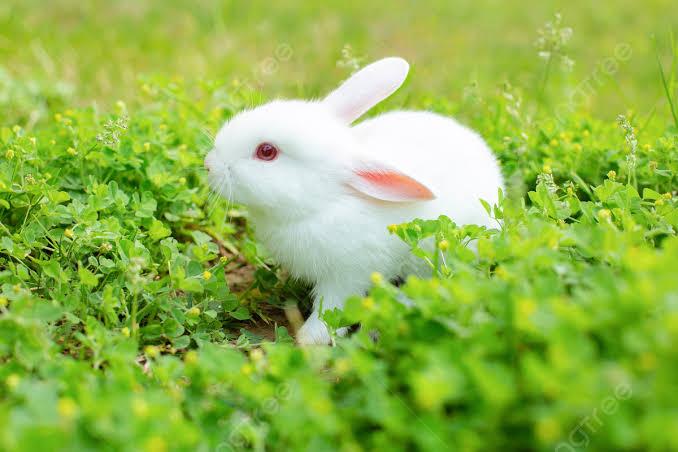 กระต่ายเร็กซ์ สีขาว 3