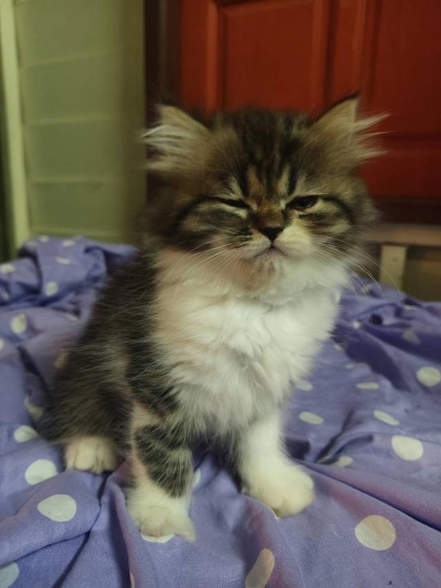 📌ติดจอง ลูกแมวเปอร์เซีย หุ่นหมี ขนแน่น เปิดจองก่อนย่านม รูปย่อยที่ 4