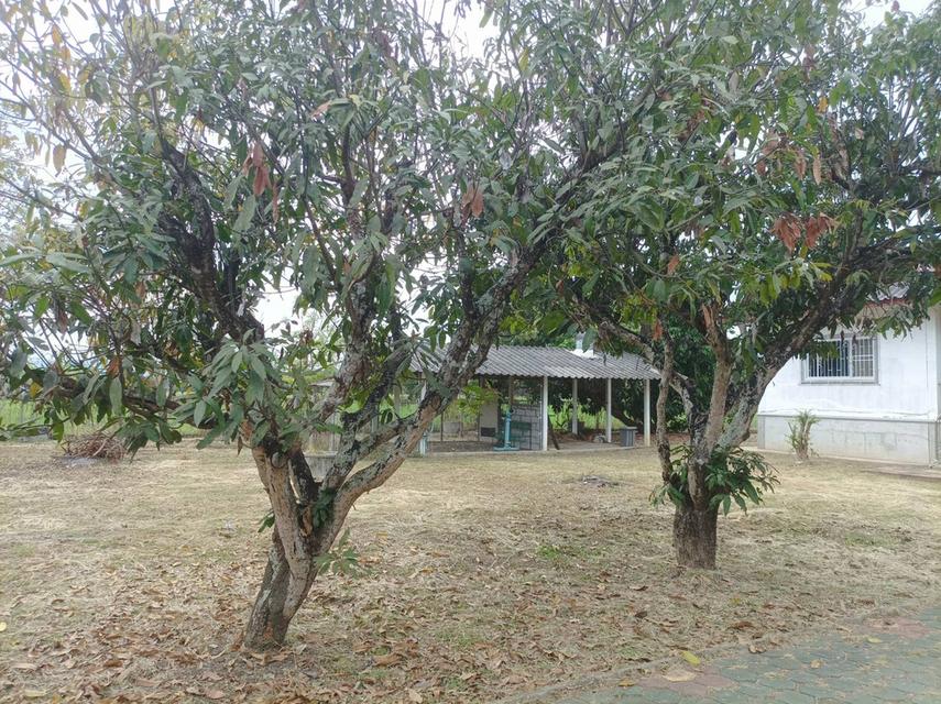 ขายบ้านพร้อมที่ดิน ต.สง่าบ้าน อ.ดอยสะเก็ด จ.เชียงใหม่ 7