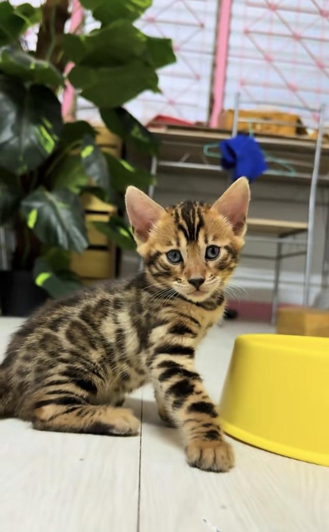 เบงกอลสายพันธุ์แท้ ภูเก็ต รูปที่ 2