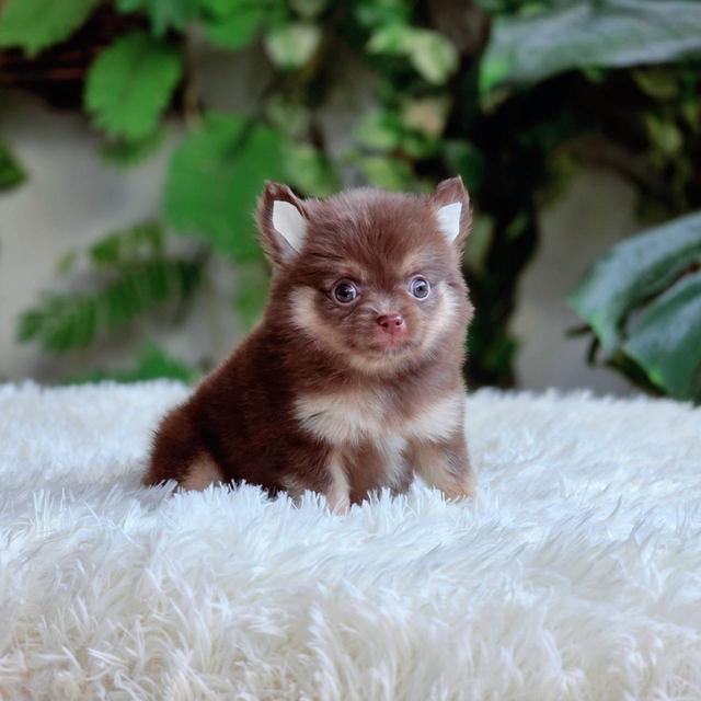 ชิวาวาแท้ขนยาว สีช็อค เพศผู้ 5