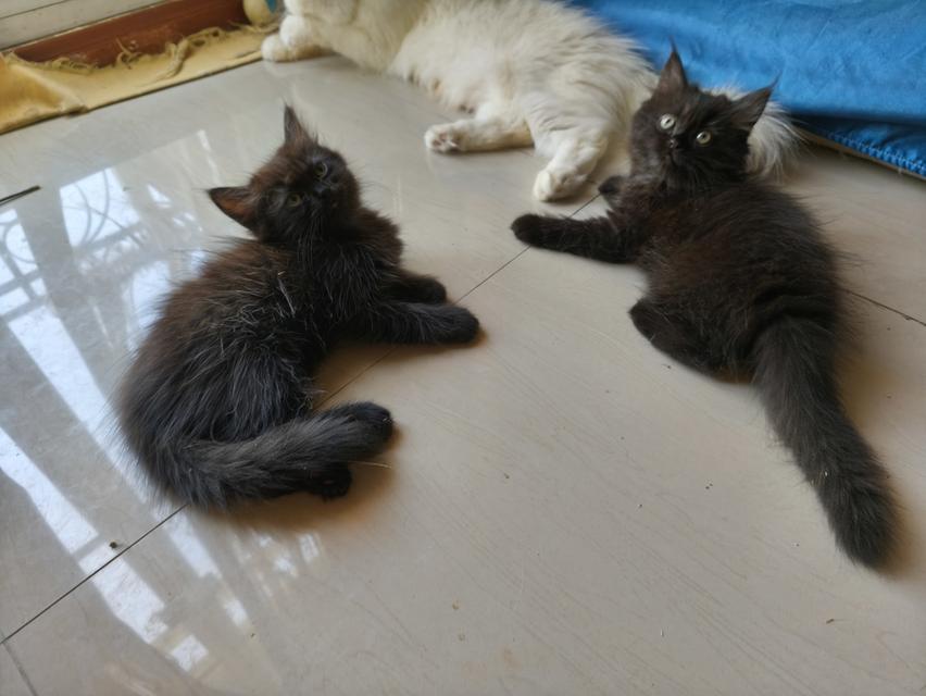 ลูกแมวเปอร์เซีย 4
