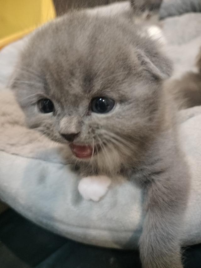 หาบ้านให้น้อง สก็อตติชโฟลด์ รูปที่ 3