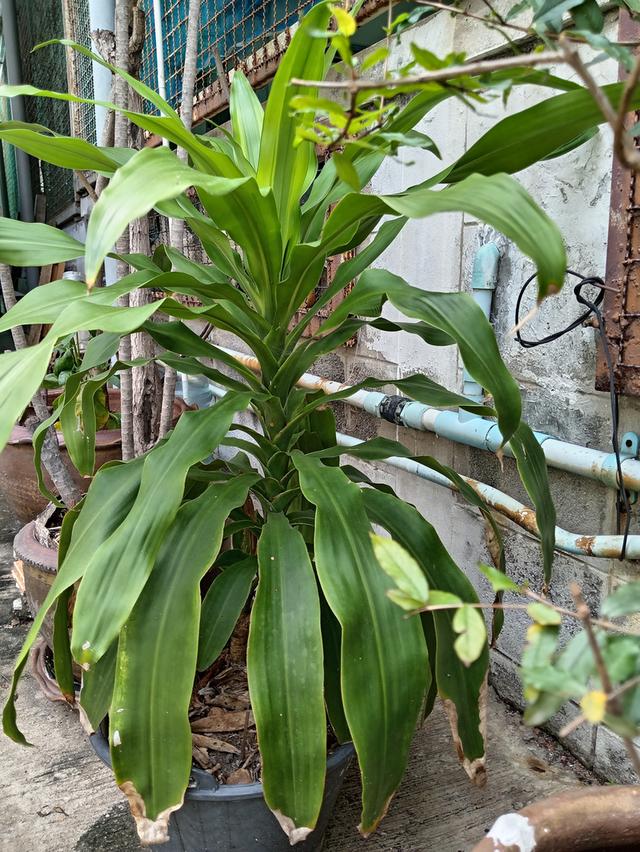 ต้นวาสนา​ 65​ ซม. 2