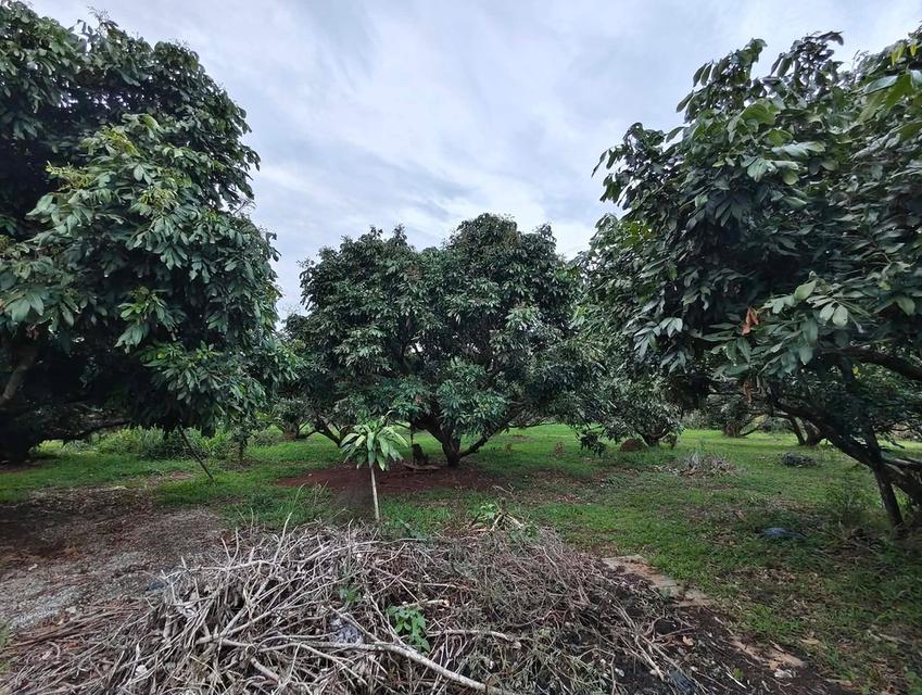 🌳 ขายที่ดินพร้อมสวนผลไม้ ทำเลดี บรรยากาศสุดฟิน (ใกล้เมืองเชียงราย) 9