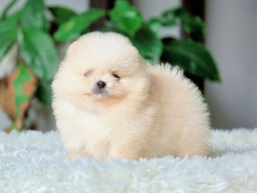 แองเจิ้ลปอมเมอเรเนียนแท้ทีคัพเพศเมีย รูปที่ 2