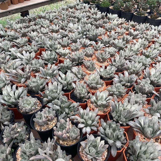 กุหลาบหินสายพันธุ์ Haworthia