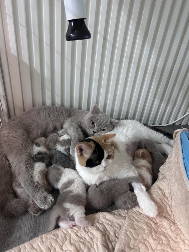 เเมวบริติชช๊อตแฮ ร์British Shorthair รูปย่อยที่ 4
