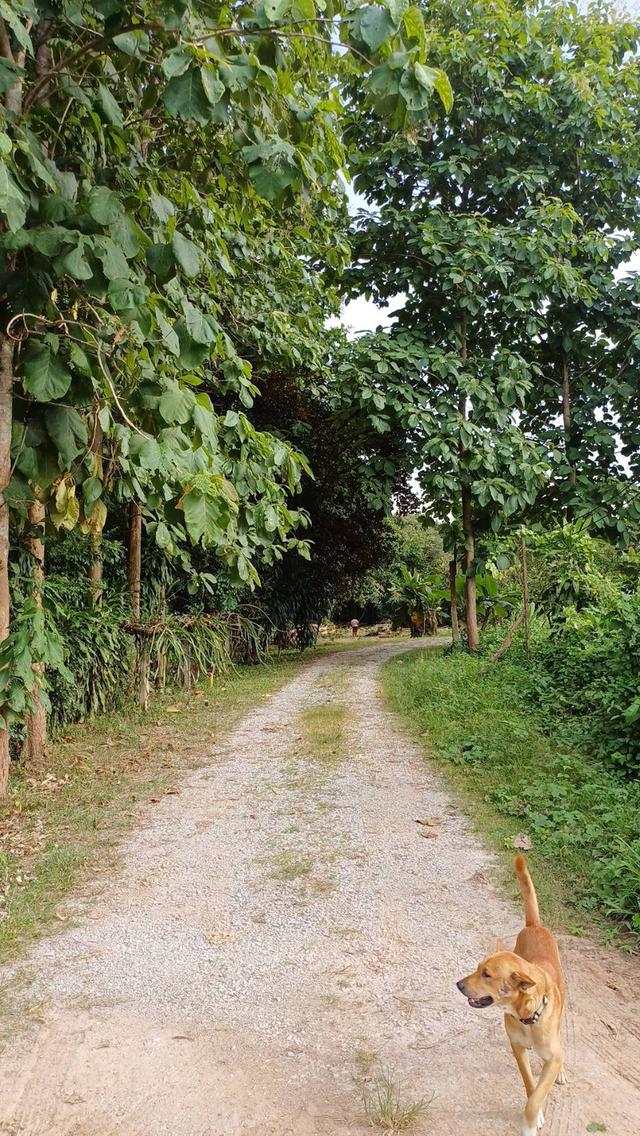 ที่ดินจังหวัดเลย 11