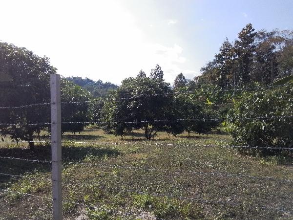 ที่ดินสำหรับการลงทุน เก็งกำไร ที่ดินสวน เกษตร ใกล้หมู่บ้าน ตลาด 10