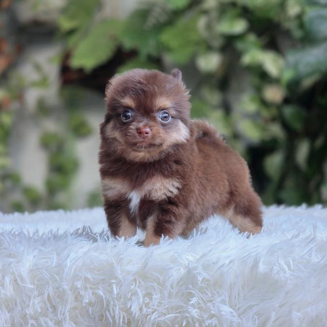 Chihuahuaสีช็อคเพศผู้ 3