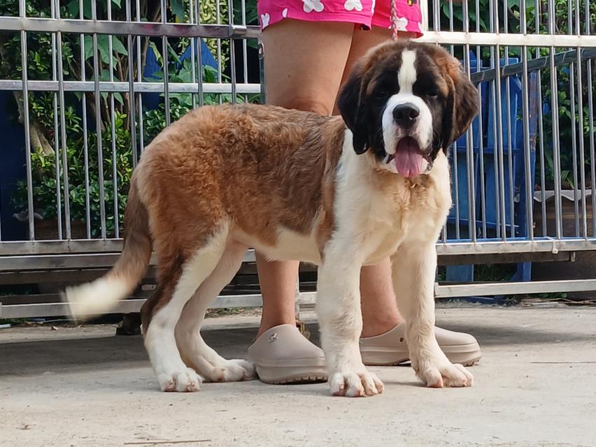 Saint bernard long hair female for sale