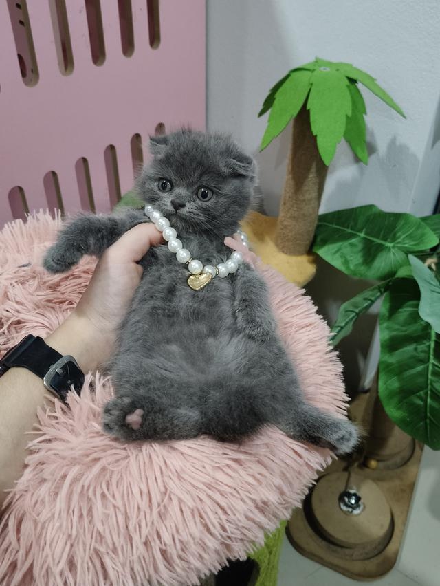 ❌❌ปิดการขาย❌❌เด็กชายหาบ้าน 💒🏡 สีบลูเข้ม😻😻 รูปที่ 9