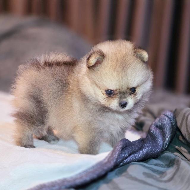 ปอมเมอเรเนียนแท้ ทีคัพ สีส้ม เมีย 12