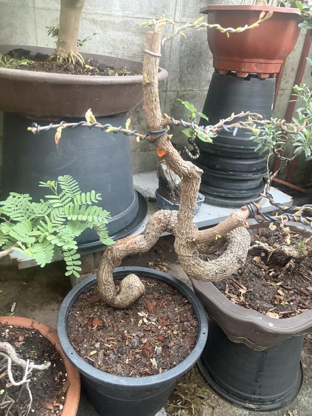 มะขามดัดบอนไซ ทรงบิด 4