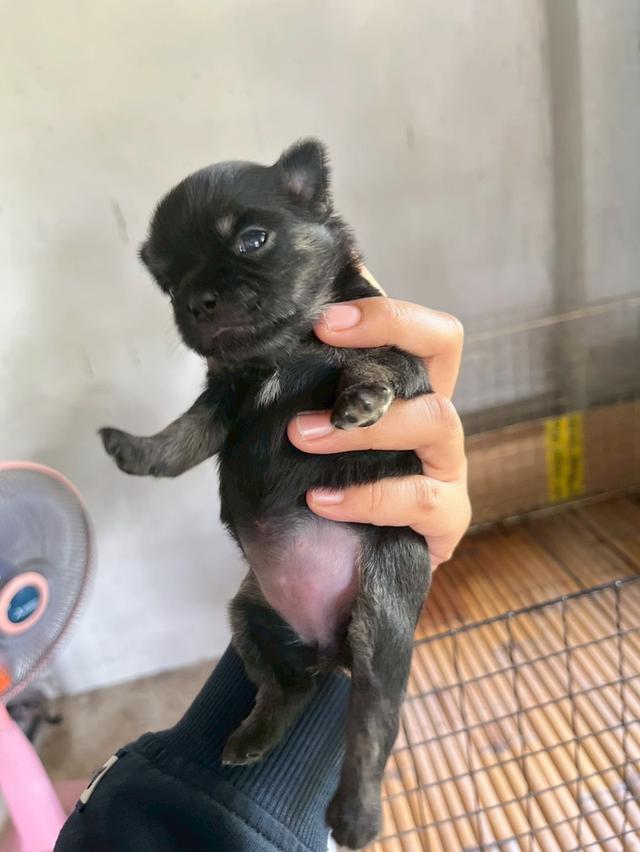 ชิวาวาเพศเมียขนยาวสีดำ