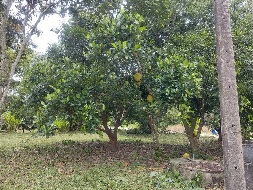 ที่สวนพร้อมอ.เมือง จ.ระยอง 2