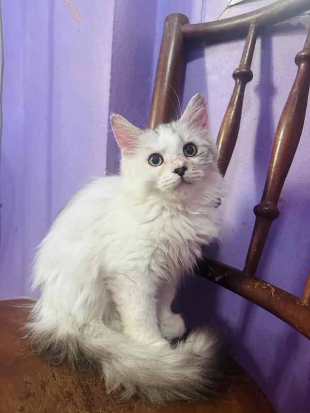 ลูกแมวเมนคูน 2