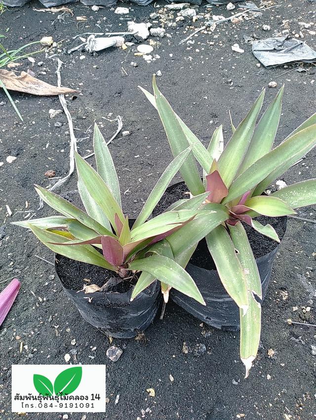 ว่านกาบหอย ว่านกาบม่วง กาบหอยแครง