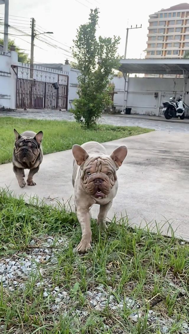 Frenchbulldog velvet big rope