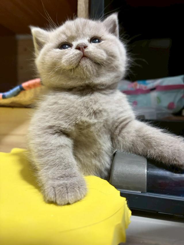 แมวบริติช ช็อตแฮร์ (British Shorthair) รูปที่ 11