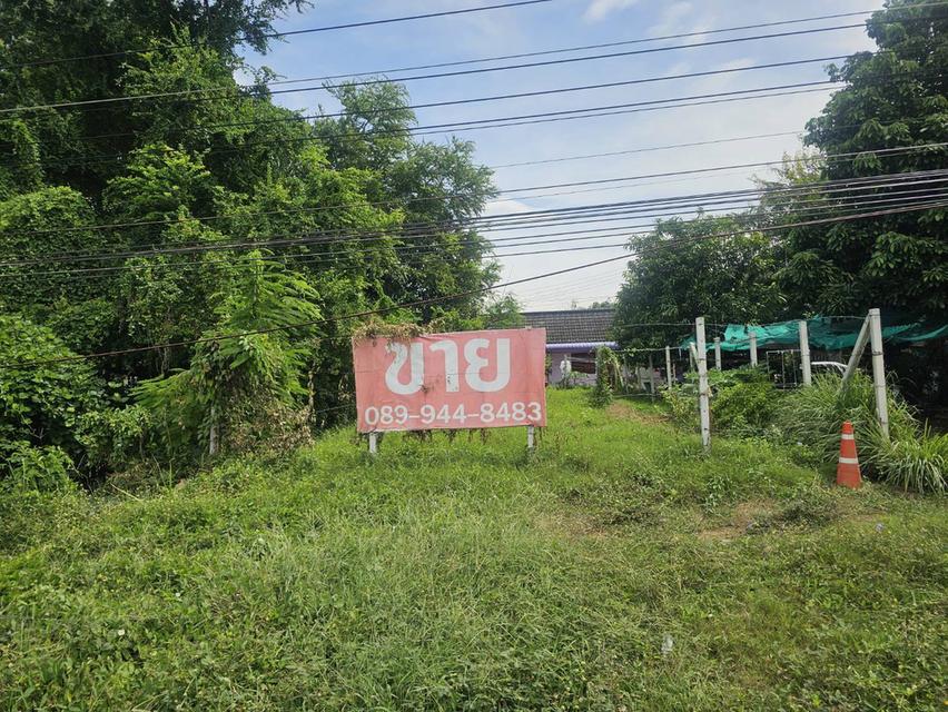 ขายที่ดินติดถนนสุขุมวิท บางละมุง 211 ตร.ว. ทำเลทอง เข้าออกได้ 2 ทาง เจ้าของขายเอง 2