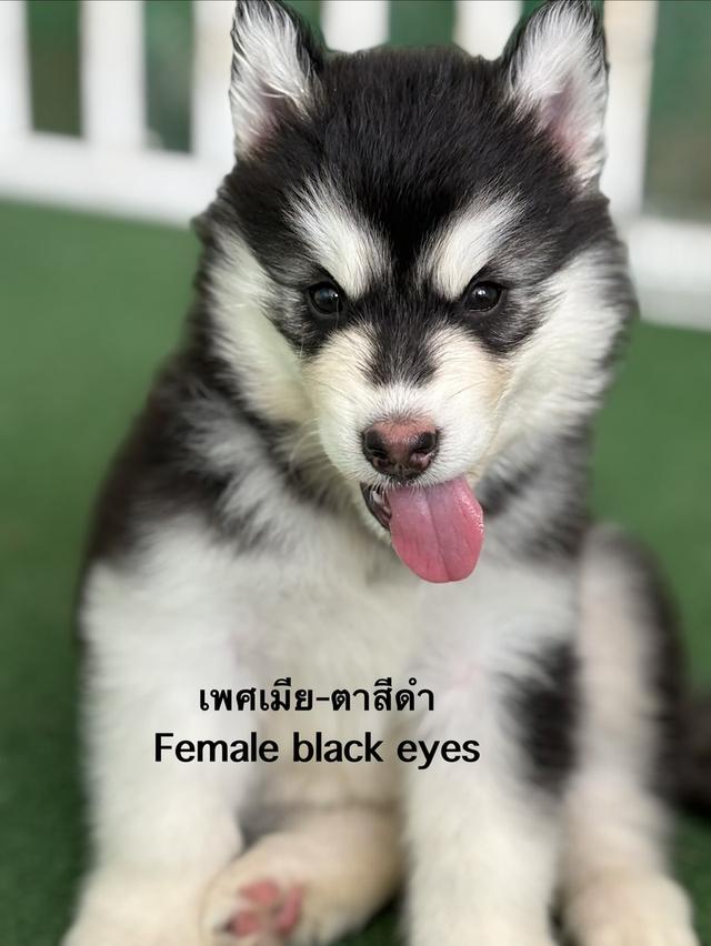 สุนัขไซบีเรียนฮัสกี้ รูปที่ 3