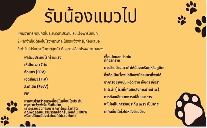 แมวมันช์กิ้น Munchkin ns 6