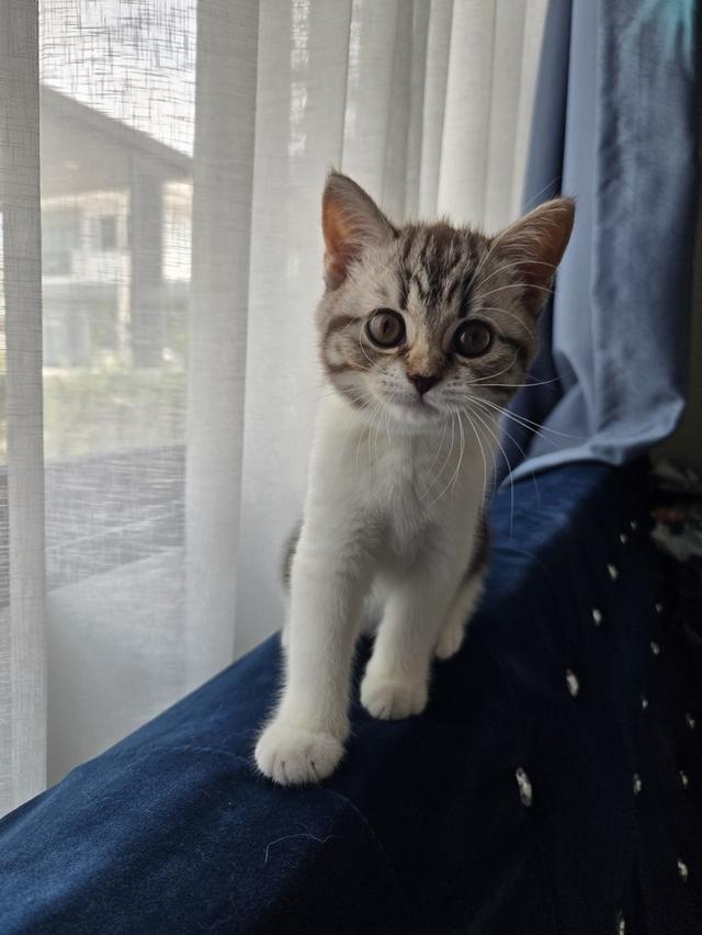 เด็กหญิง พร้อมย้าย พ่อแม่พกใบเพ็ดทั้งคู่ รูปที่ 8