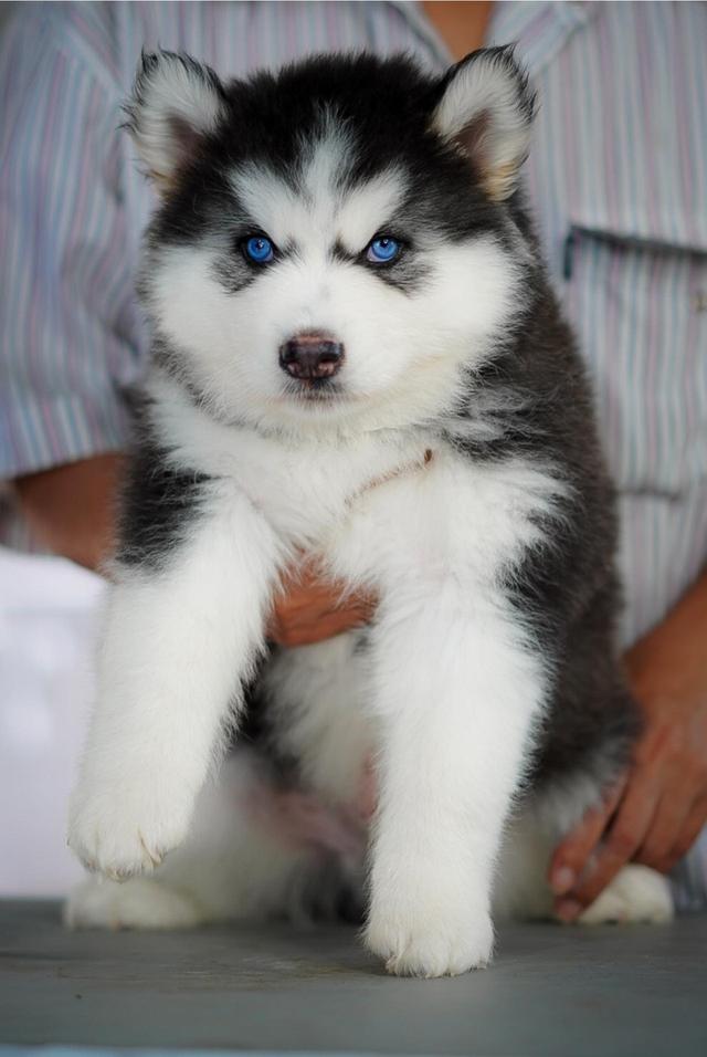 Buy Siberian Husky Thailand รูปที่ 13