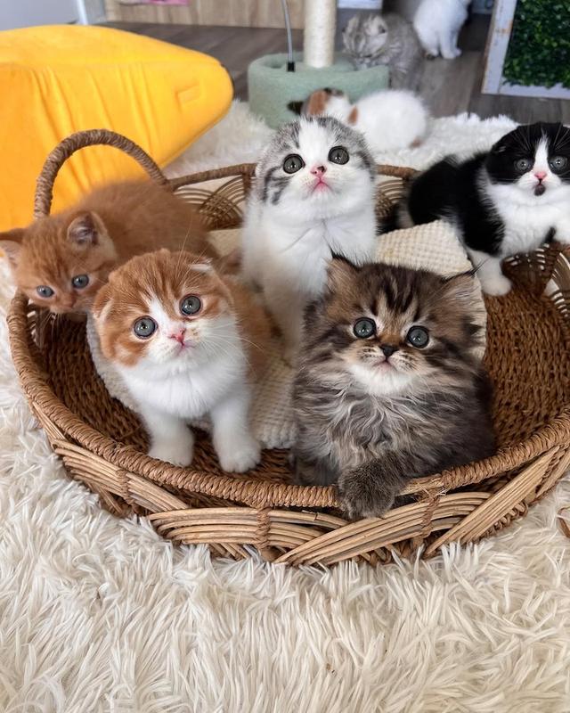 Scottish Fold Kittens for sale