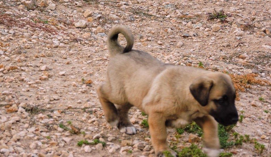 Kangal Dogs and Puppies  WhatsApp me : +66 63 826 3042 รูปที่ 3