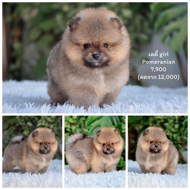 ปอมหน้าหมีพันธุ์แท้เพศเมียพร้อมย้ายบ้าน