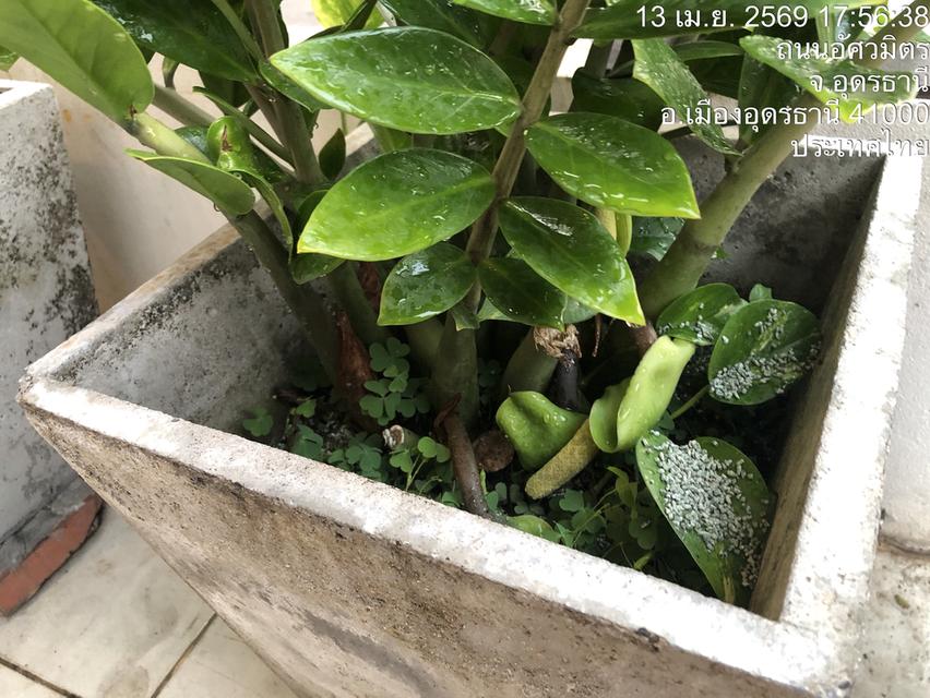 ไตรโคเดอร์มา เห็นผลไวแม่ยายยังถามซื้อ รูปที่ 3