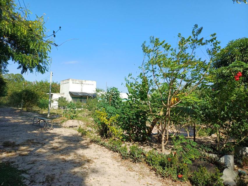 ขายด่วน! ที่ดินพร้อมบ้านและธุรกิจรังนกนางแอ่น (6 ไร่) 10